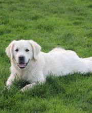 Schall´s Kennel Bild 1