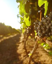 GETRÄNKE
Hessen von seiner sonnigsten Seite: Entdecken Sie feine Weine aus dem Rheingau und von der Hessischen Bergstraße. Dazu gibt es weitere edle Tropfen aus Deutschland, den beliebtesten Regionen Europas und Übersee.

Ob trocken oder lieblich, ob fruchtig-frischer Riesling oder vollmundiger Spätburgunder – hier werden vinophile Genießer garantiert fündig.