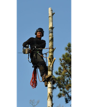 Baumdienst Harzer Bild 8