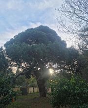 Au Gré Des Arbres image 12