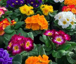 Blumen Kraft Bild 2