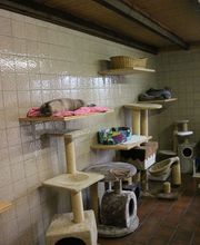 V.I.Pets Gossau Bild 13