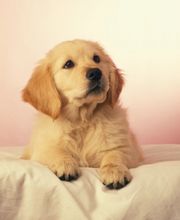 Epic Tails Veterinary Clinic image 11