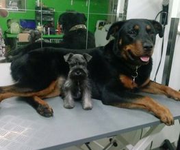 Kukume centro veterinario imagen 11