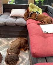 Dogcoach Hundezentrum Bild 5