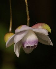 Staudenwerk GmbH Bild 1