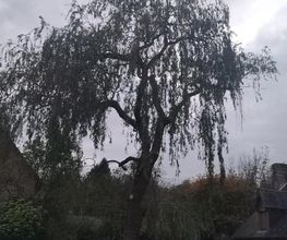 Arbres et Cimes image 9