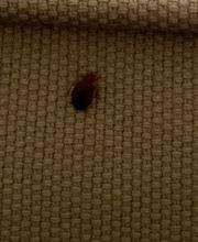 Gandolfi Frédéric image 7