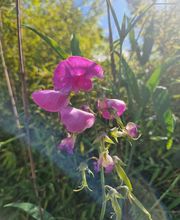 Royal Garden Bild 19