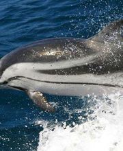Turmares Tarifa imagen 6