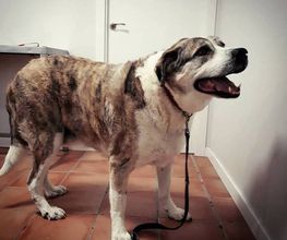 Arca Veterinaria imagen 12