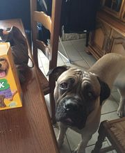 PATTE Z' EN CINQ - AURORE DI FELICE image 14