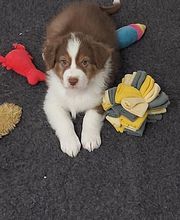 Elevage des Bois de Loge Borgne image 20