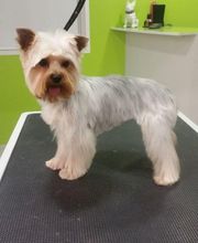 DogShine image 10