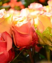 Atelier Cagna-Fleurs Bild 3