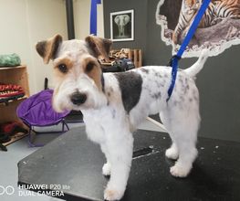 Chanadog image 14