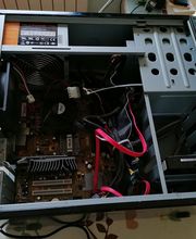 Gutfried Iris image 3