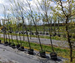 Kienzle Garten GmbH Bild 9