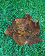 S.J. Jardins image 16