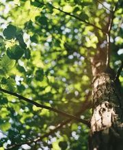 Baumdoktor Futter Bild 2