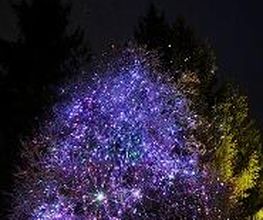 ACLS Lasershow und Lichtkunst Bild 11
