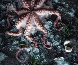 Ein frischer Oktopus liegt kunstvoll auf Eis und wird von Kräutern und Knoblauch umrahmt. Die kühle Farbgebung und das dramatische Licht verleihen der Szene eine intensive, hochwertige Anmutung.
