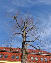 WEGA Garten & Landschaft Bild 9