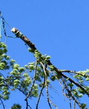 Histoire d'Arbres image 1