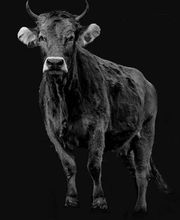 Metzgerei Bammatter/ Fleisch Atelier Bild 4