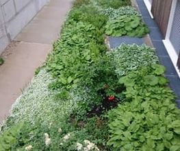 LEDER Garten- + Landschaftsbau Bild 10