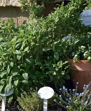 Schloss-Apotheke Pillnitz Bild 4