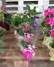 Blumen Am See Hegemann Bild 3