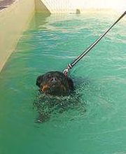 Residencia canina Tarazona imagen 18