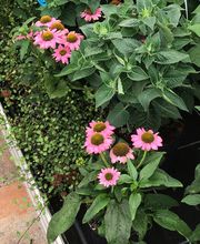 Gartenmarkt Meisenbach Bild 3