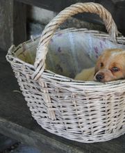 Elevage de L'étang Du Vert image 9