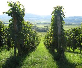 Domaine Philippe SCHAEFFER image 3