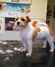 Aline Toilettage image 5