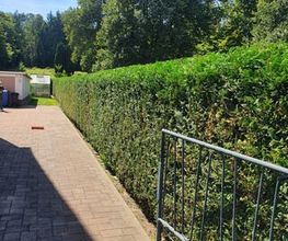 King of Greens Bild 3