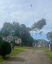 Life's Tree Doctor, LLC image 6