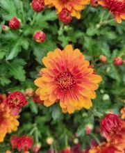 Bricomarché Orval image 16