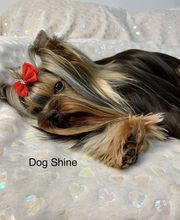 DogShine image 2