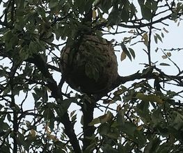 Allo Guepes image 3