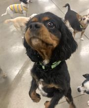 Spa Paw & Tail Premier Pet Resort image 19