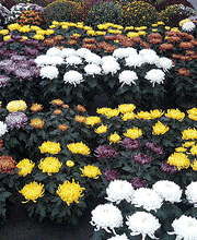 Chazalet Plants image 13