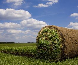 Fertigrasen-Farm Winkel-KG Bild 2