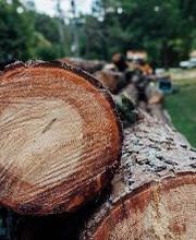 Top Tier Trees image 9