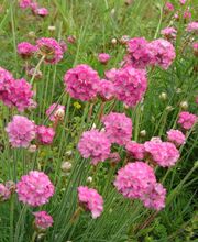 Staudengärtnerei David Müller Bild 27