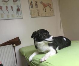 Pfötchen - Tierphysio Bild 4