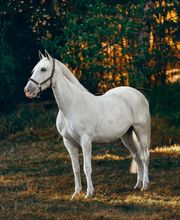 Tierheilpraxis Claudia Knöpfle Bild 2