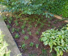 TICINO SPECIAL GARDEN SAGL Bild 12